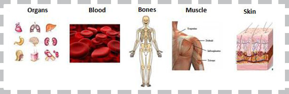 Lean Body Mass Index Chart