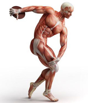 how fast can you build muscle 4 How Fast Can You Build Muscle? 5 Factors That Affect Muscle Growth