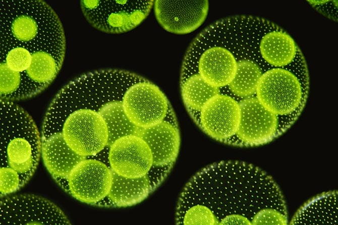 Algae