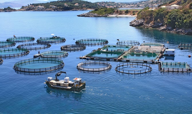 FishFarm