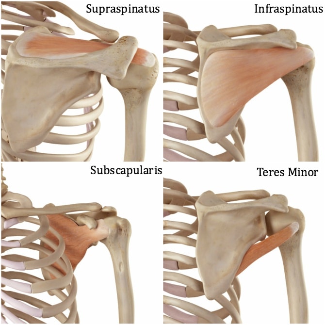 Rotator cuff cable exercises online