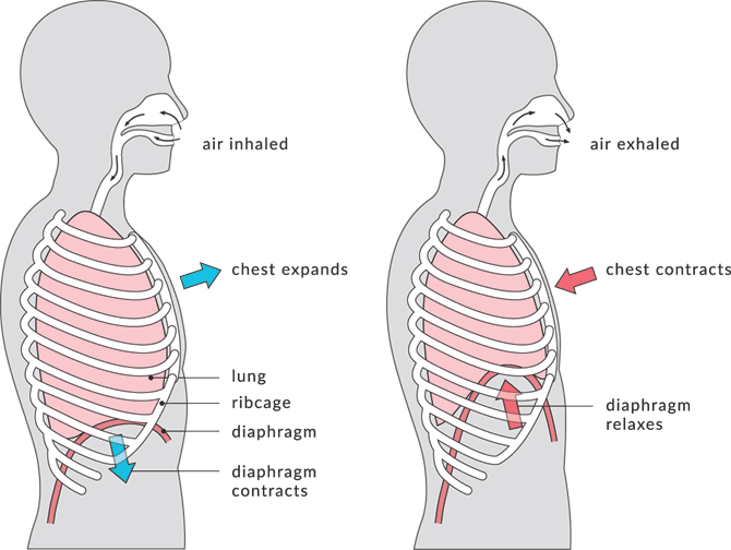 What Is Rib Flare How To Prevent It Builtlean