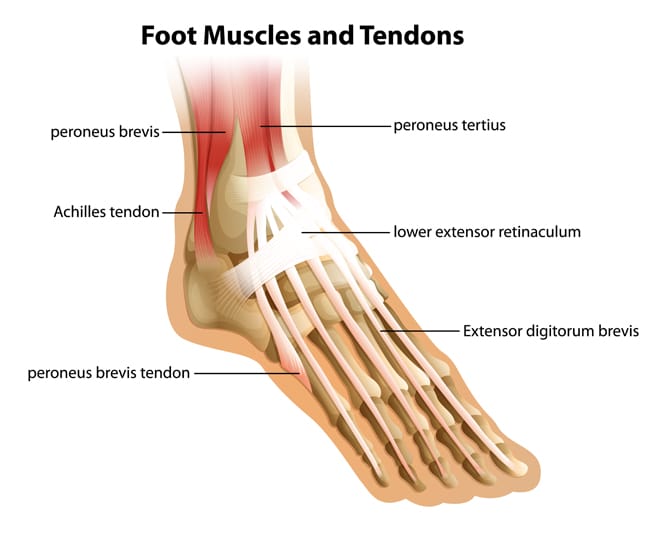 Top 5 Exercises to Rehab Achilles Tendinitis BuiltLean